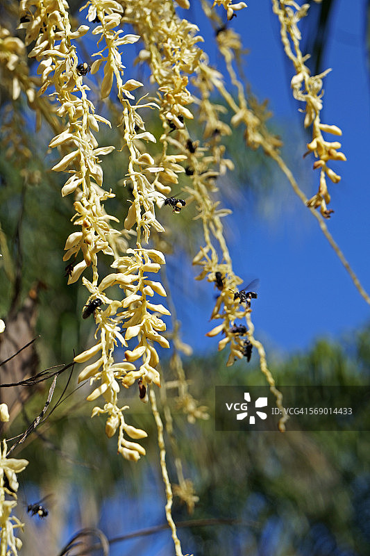棕榈树花序与蜜蜂图片素材