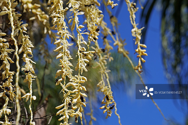 棕榈树花序与蜜蜂图片素材