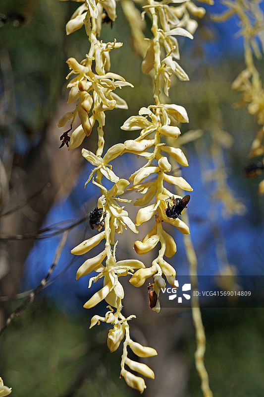 棕榈树花序与蜜蜂图片素材