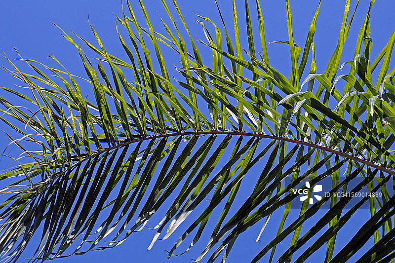 棕榈树叶图片素材