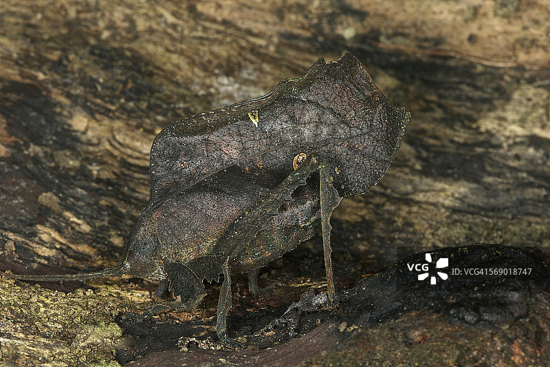 尖顶叶珊瑚图片素材