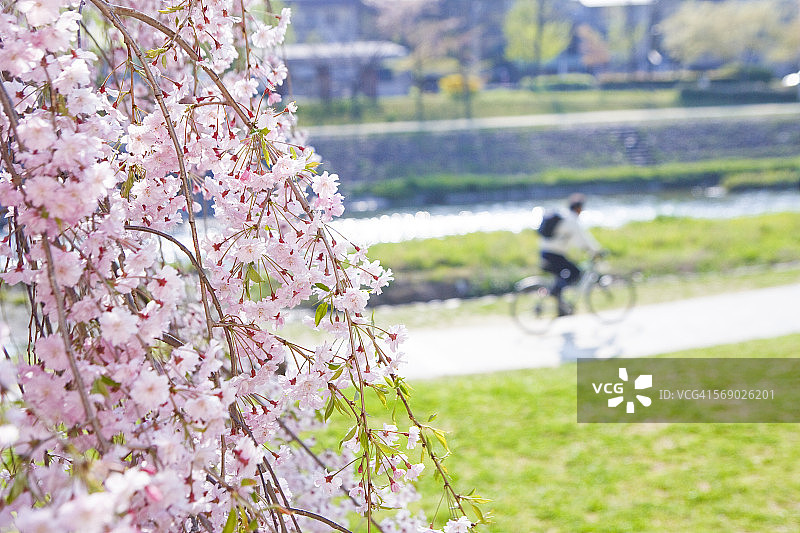 鸭川河畔的春日景色图片素材