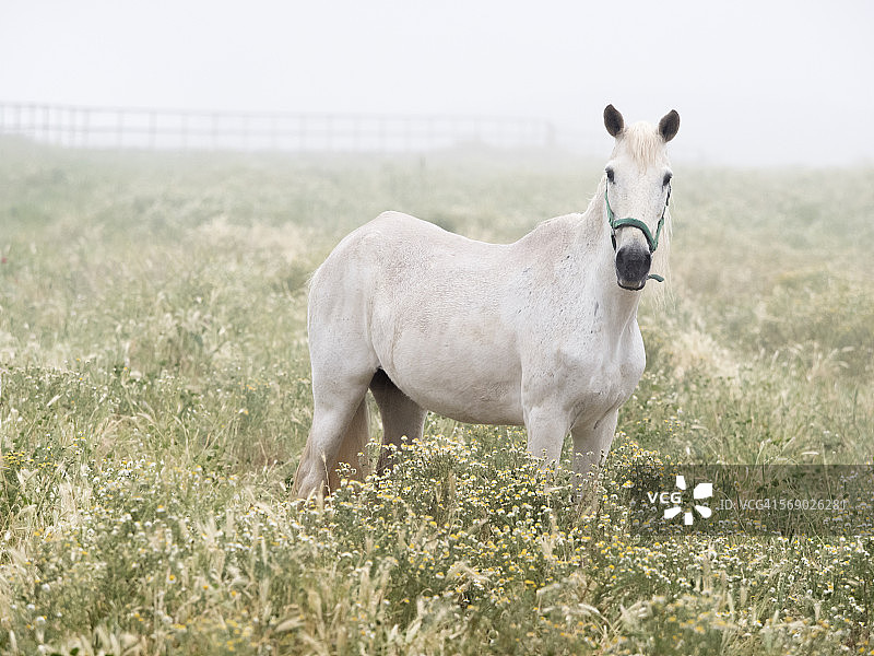 大型围栏内的马图片素材