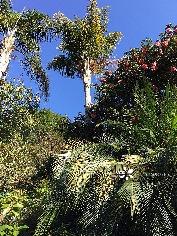 新西兰：花园保护区图片素材