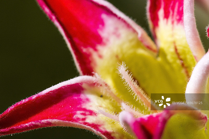 微距摄影图片素材