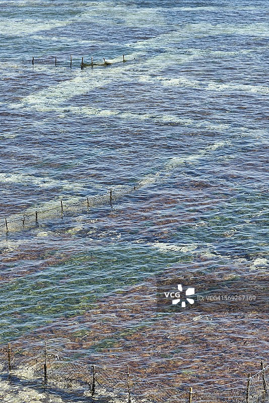 努沙蓝梦岛海藻养殖图片素材