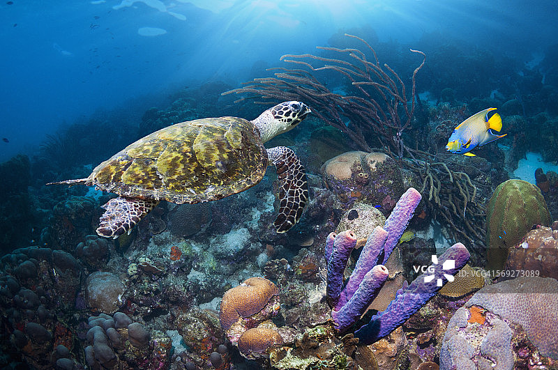 玳瑁海龟图片素材