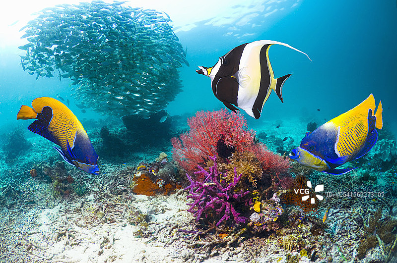 珊瑚礁上的热带鱼图片素材