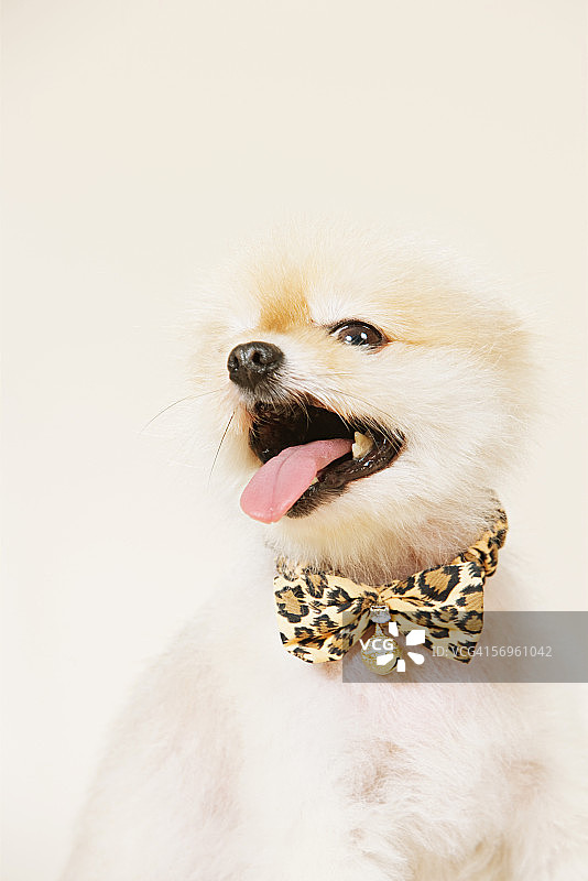 戴领结的博美犬图片素材