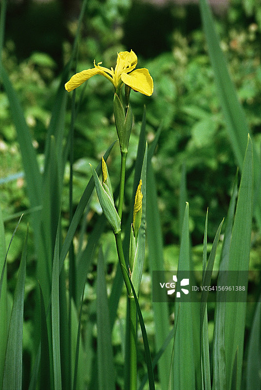 黄菖蒲图片素材