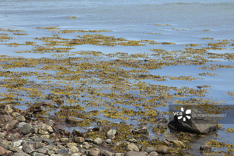 墨角藻海藻图片素材