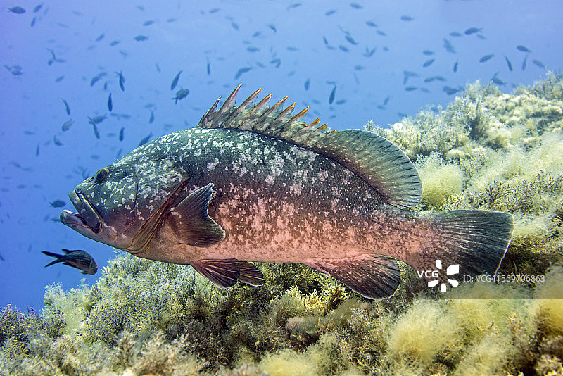 在清洁站伸展鱼鳍的暗色石斑鱼图片素材