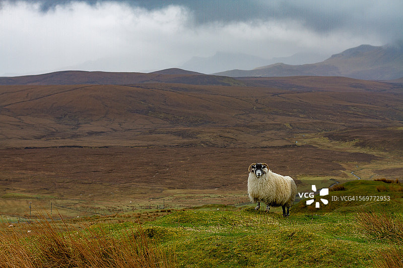 苏格兰斯凯岛的黑脸绵羊图片素材