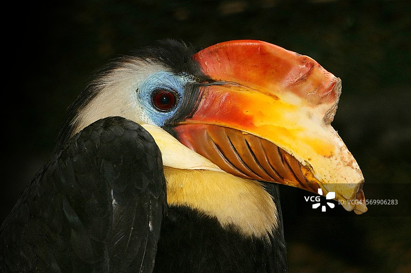 亚洲皱盔犀鸟特写图片素材