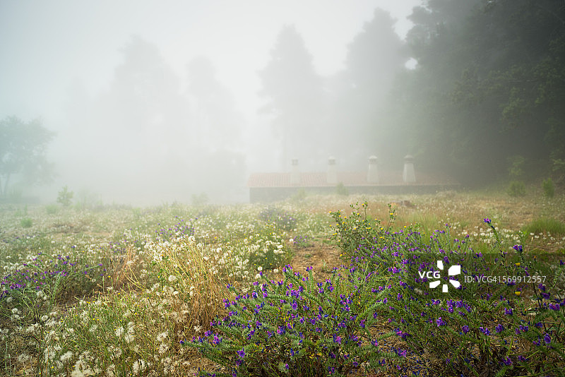 有雾和树木的老房子图片素材