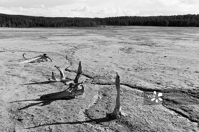 黄石公园贫瘠土地上烧焦的黑松图片素材