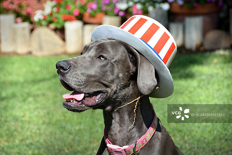 戴美国国庆帽的蓝色大丹犬幼犬图片素材