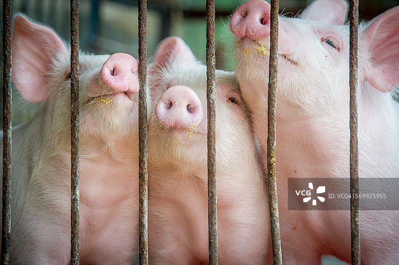 三只小猪图片素材