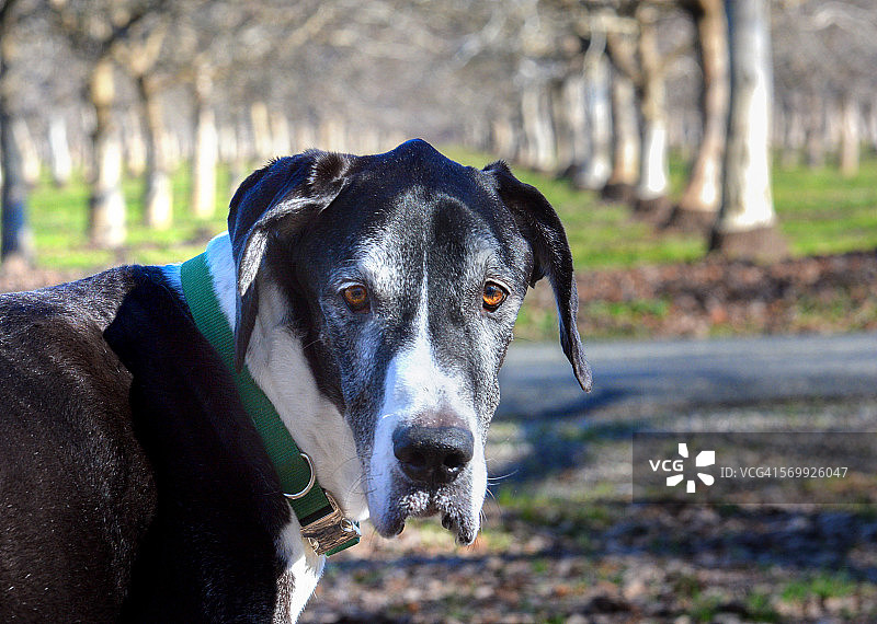 年老的大丹犬在核桃园前图片素材