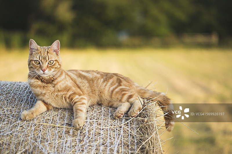 放松的猫图片素材