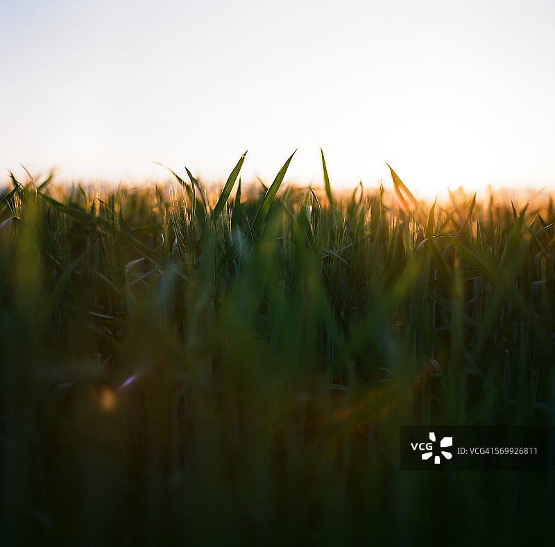 日落时分带有镜头光晕的麦田图片素材