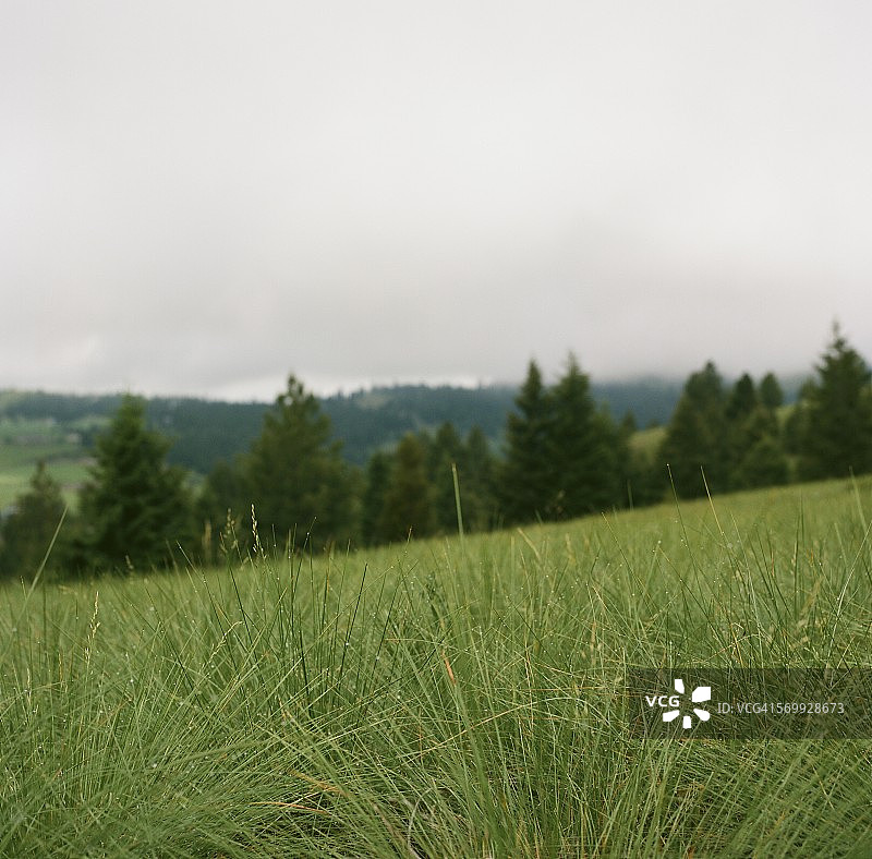 蒙大拿州的春季绿色景观图片素材