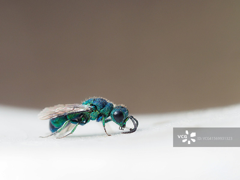 布谷鸟黄蜂图片素材