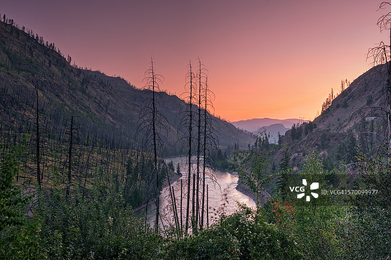 烧焦的树木图片素材