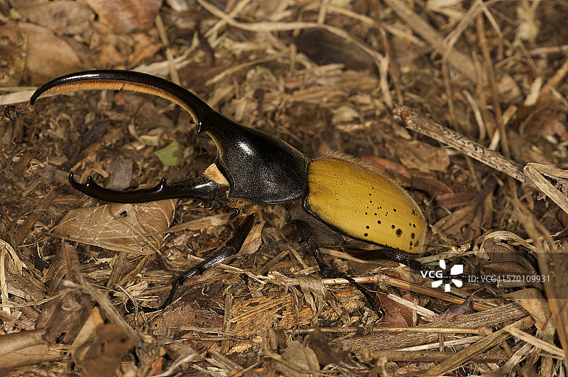 大力士甲虫图片素材