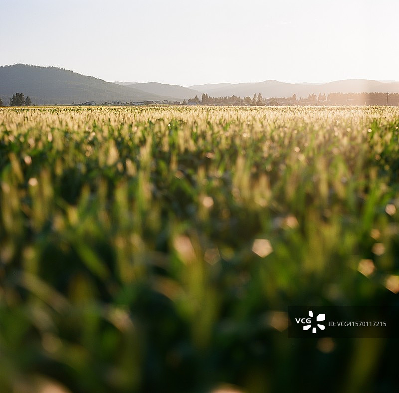 蒙大拿州日落时分的麦田图片素材