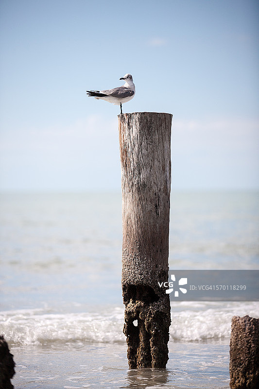 海鸥站在那不勒斯海滩的木桩上图片素材