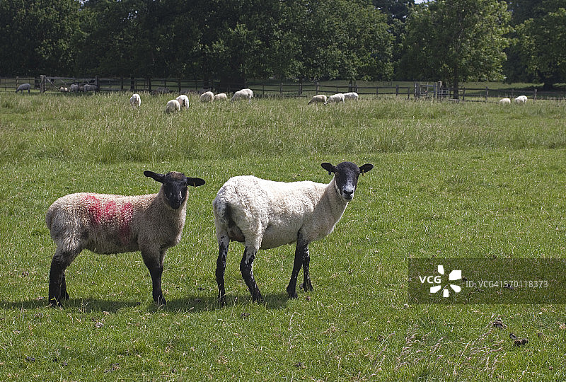 绿色田野里的两只绵羊图片素材