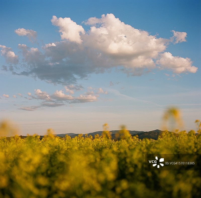 有蓬松白云的油菜花田图片素材