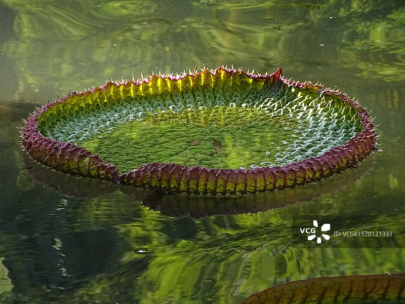 里约植物园#4图片素材