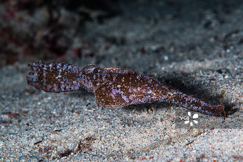 粗壮幽灵海龙图片素材
