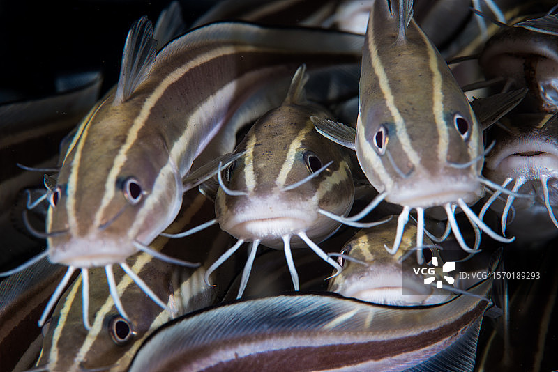 条纹鳗鲶图片素材