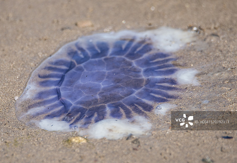 蓝色水母 - 拉马克霞水母图片素材