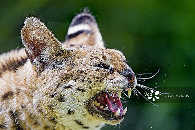 发出嘶嘶声的薮猫图片素材