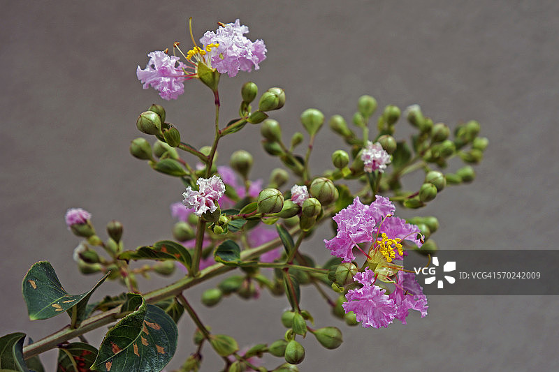紫薇花图片素材