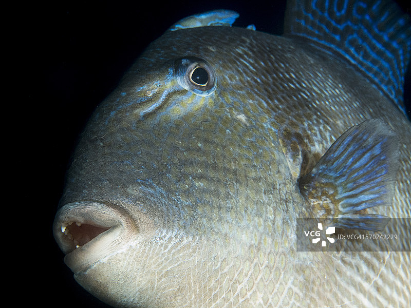 灰色扳机鱼图片素材