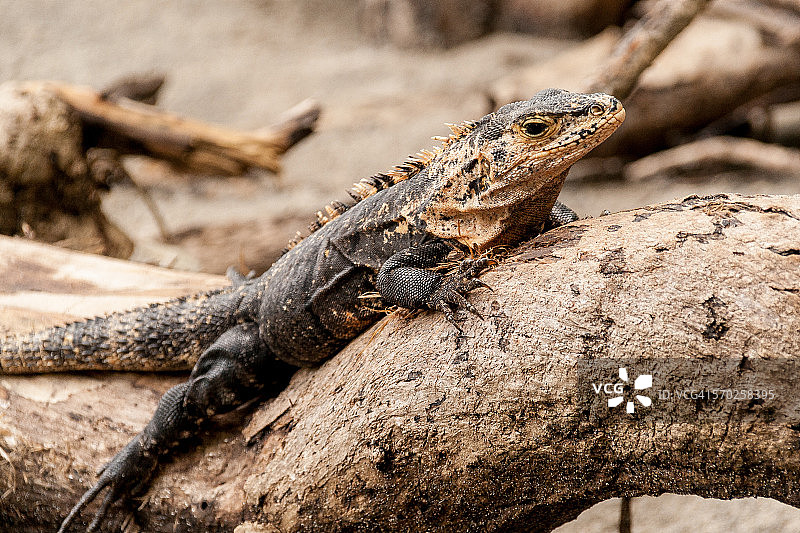 黑棘尾鬣蜥图片素材