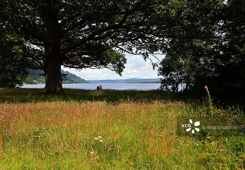 湖边树下图片素材