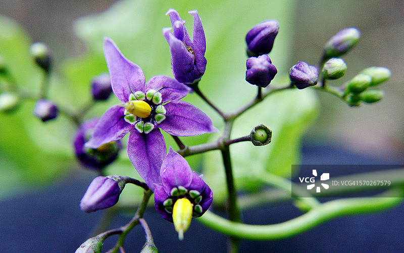 野生花卉红茄藤特写图片素材