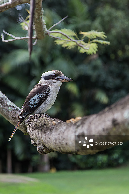 翠鸟栖息在树枝上图片素材