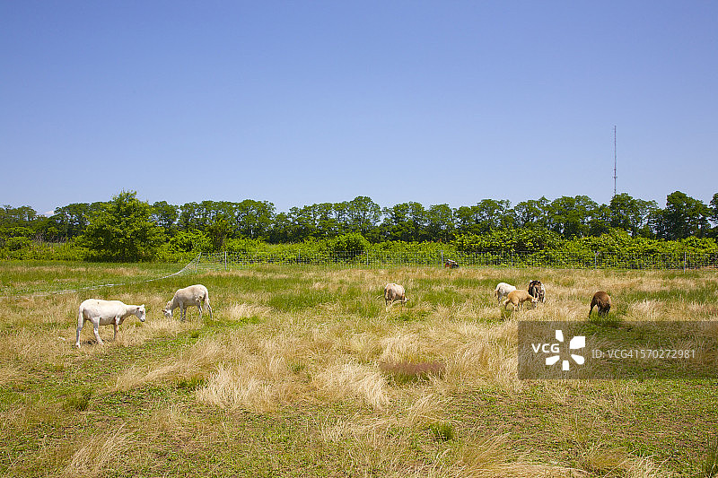 纽约州里弗黑德的绵羊图片素材