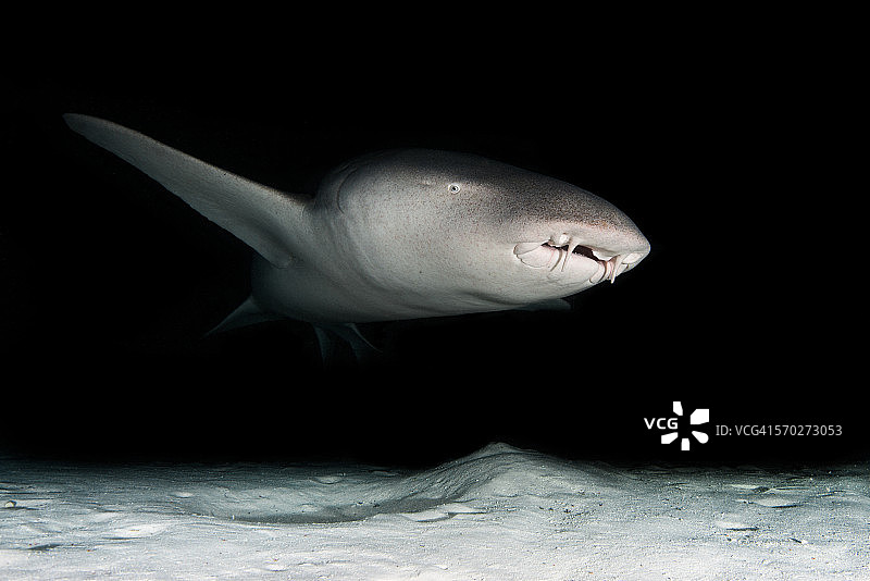 马尔代夫的锈色窄尾虎鲨图片素材