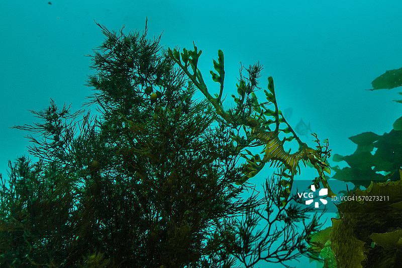 叶海龙图片素材