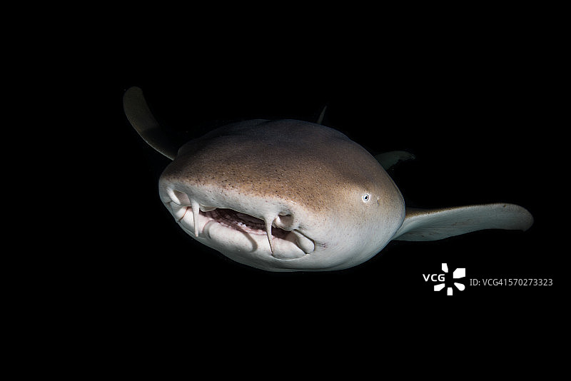 马尔代夫的茶色护士鲨图片素材