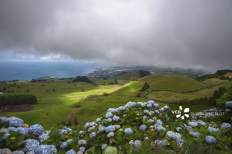 蓝色绣球花景观图片素材