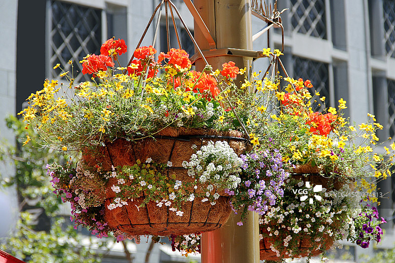 旧金山的夏日鲜花图片素材